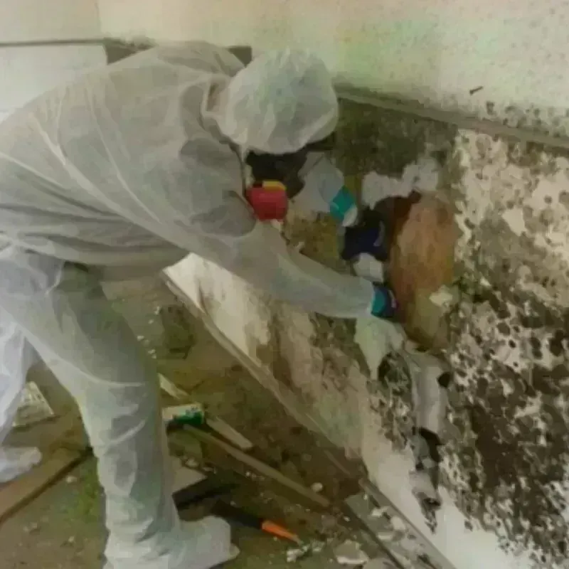 Mold Remediation and Removal in Monroe County, WV